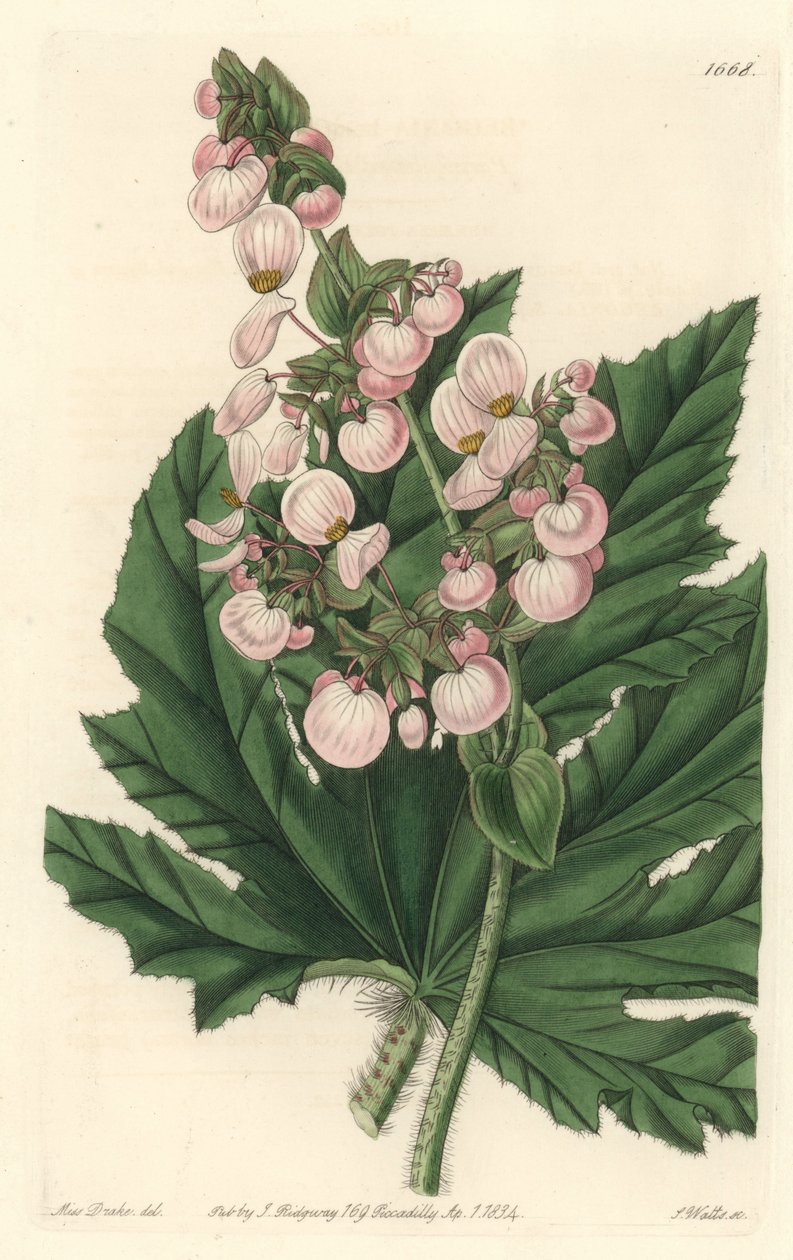 Begonialla on vaaleanpunaiset kukat, kotoisin Meksikosta - S. Wattsin vahva vesi Sarah Anne Draken (1803-1857) kuvituksesta kasvitieteellisestä rekisteristä tekijältä Sydenham Teast Edwards