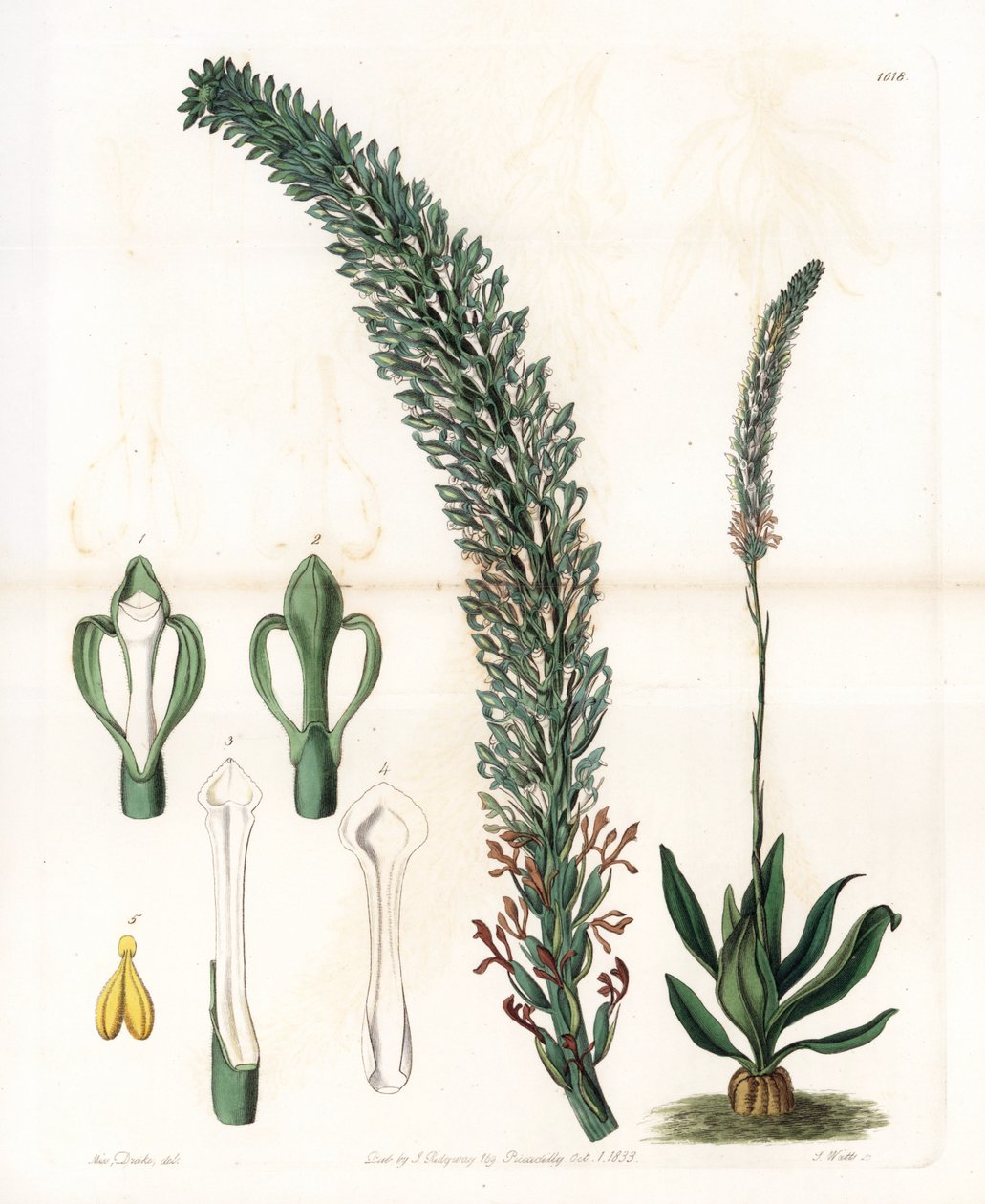 Belle sauroglossum - S.Wattsin kaivertama levy Sarah Anne Draken (1803-1857) kuvituksesta, Englannin Sydenham Edwardsin (1768-1819) kasvitieteellisestä rekisteristä tekijältä Sydenham Teast Edwards