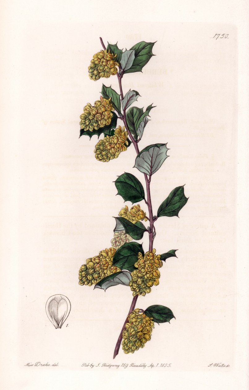 Berberis - S.Wattsin kaivertama levy, Sarah Anne Draken (1803-1857) kuvituksesta, Englannin Sydenham Edwardsin (1768-1819) kasvitieteellisestä rekisteristä tekijältä Sydenham Teast Edwards