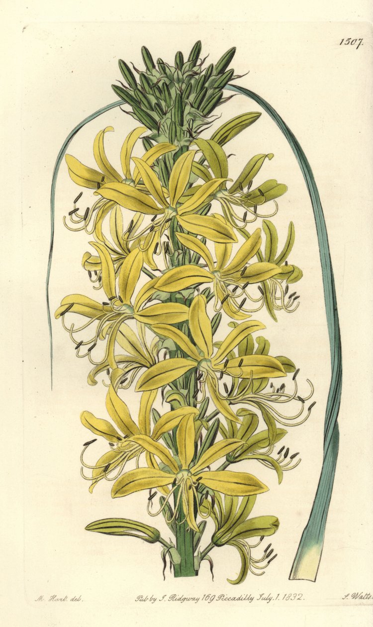Berry Asphodele - Asphodeline lutea (Siperian keltainen asphodel, Asphodelus luteus var. sibiricus). S. Wattsin käsinvärinen kuparikaiverrus M. Hartin kuvituksen jälkeen Sydenham Edwardsin kasvitieteellisestä rekisteristä, Ridgeway, Lontoo tekijältä Sydenham Teast Edwards