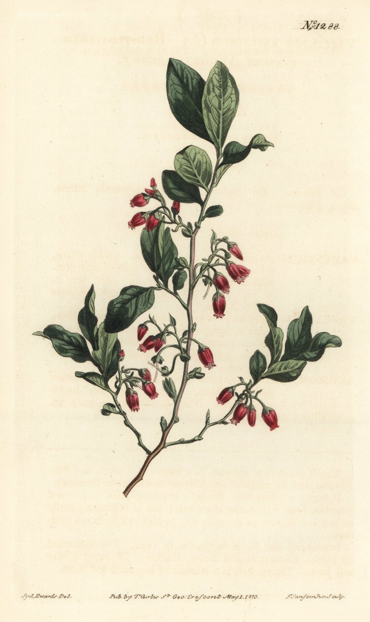 Musta huckleberry, Gaylussacia baccata (punakukkainen nihkeä kirsikkamarja, Vaccinium resinosum) - F. Sansom Jr.:n käsinvärinen kuparikaiverrus Sydenham Edwardsin kuvituksen jälkeen William Curtisin kasvitieteellisessä lehdessä, T. Curtis, Lontoo tekijältä Sydenham Teast Edwards