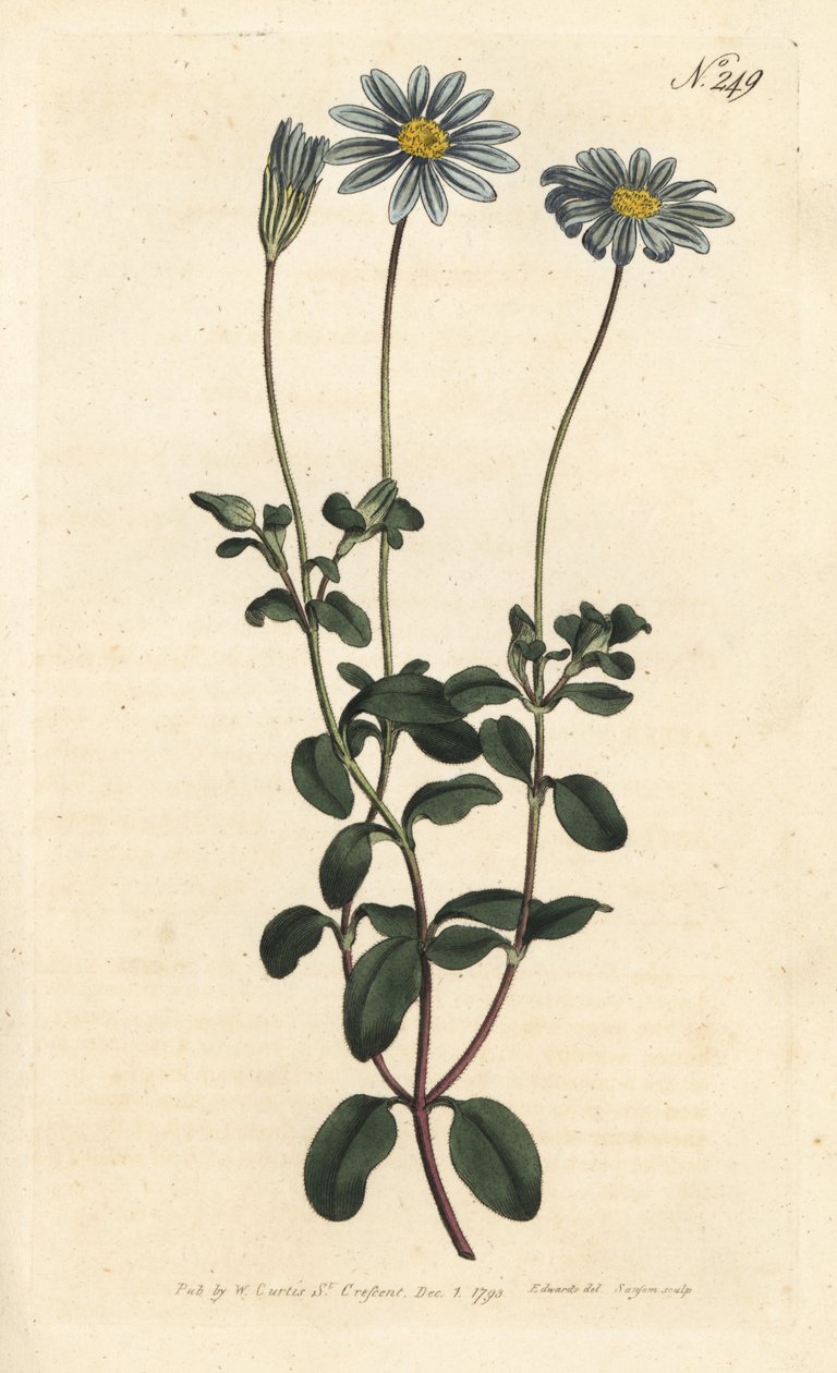 Blue Package, Felicie, Cape Margarita tai Cape Aster - Sininen päivänkakkara, Felicia amelloides (sinikukkainen cineraria tai Cape aster, Cineraria amelloides) - Sansomin käsinvärinen kuparikaiverrus Sydenham Edwardsin William Curtisin kuvituksen jälkeen tekijältä Sydenham Teast Edwards