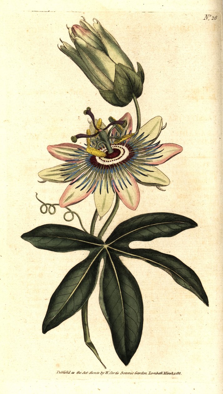 Blue Passiflora - Passiflora caerulea. Käsinvärinen kuparikaiverrus Sydenham Edwardsin kasvitieteellisen kuvituksen mukaan William Curtisin The Botanical Magazinesta, Lambeth Marsh, Lontoo tekijältä Sydenham Teast Edwards