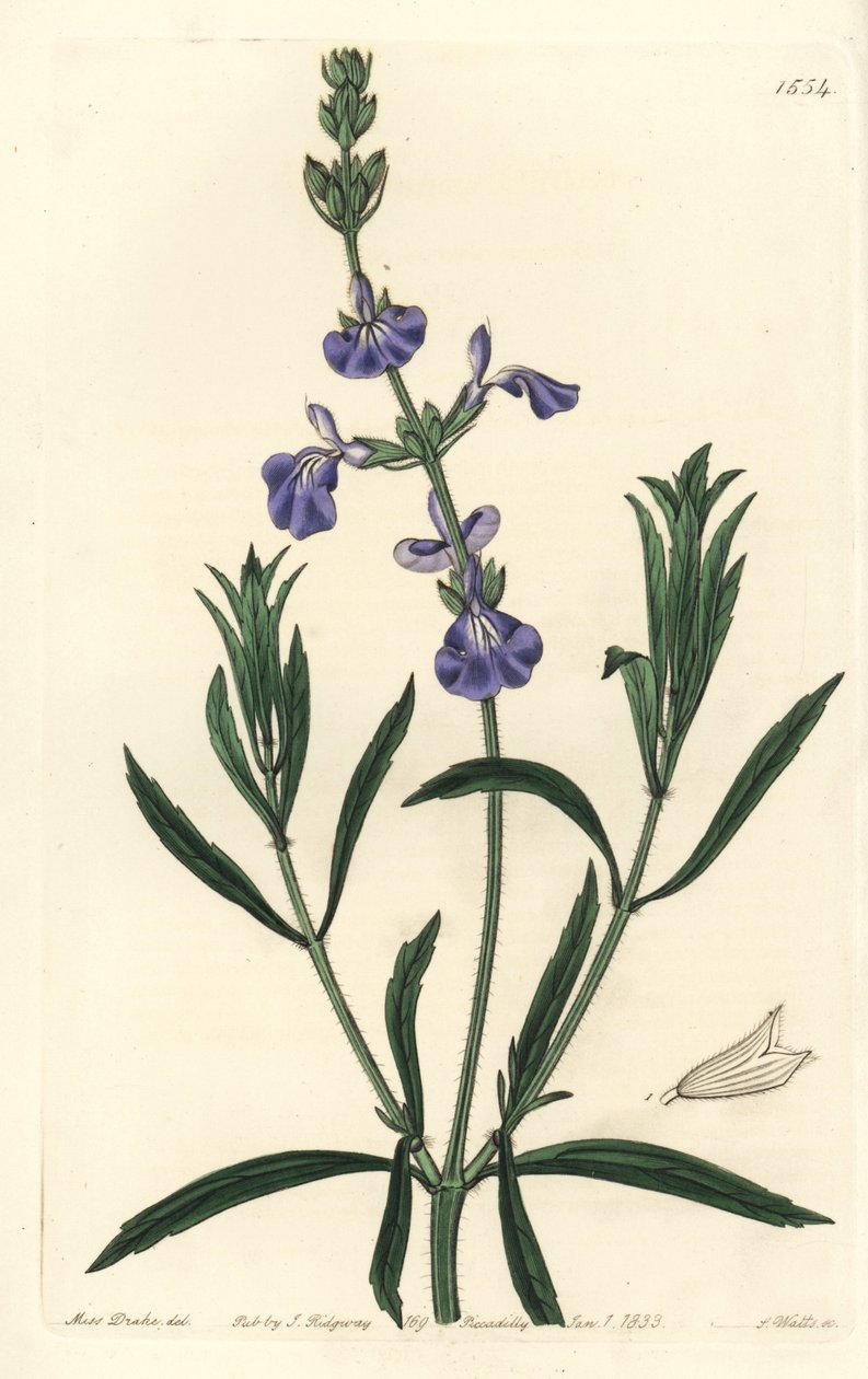 Sininen salvia - Nurmisalvia, Salvia azurea (kapealehtinen salvia, Salvia angustifolia). S. Wattsin käsinvärinen kuparikaiverrus Miss Sarah Draken kuvituksen jälkeen Sydenham Edwardsin kasvitieteellisestä rekisteristä, Ridgeway, Lontoo tekijältä Sydenham Teast Edwards