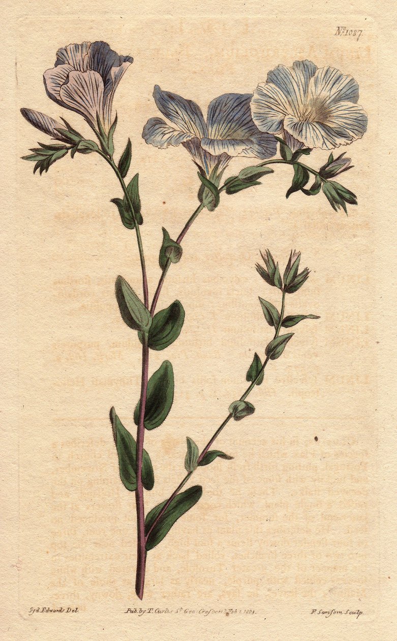 Sininen ja valkoinen pellava, vaaleansiniset kukat, kotoisin Euroopasta. Sininen ja valkoinen pellava vaaleansinisilla kukilla. Euroopan syntyperäinen. Linum ascyrifolium. Käsinvärinen kuparikaiverrus Sydenham Edwardsin kasvitieteellisestä kuvituksesta Wil tekijältä Sydenham Teast Edwards