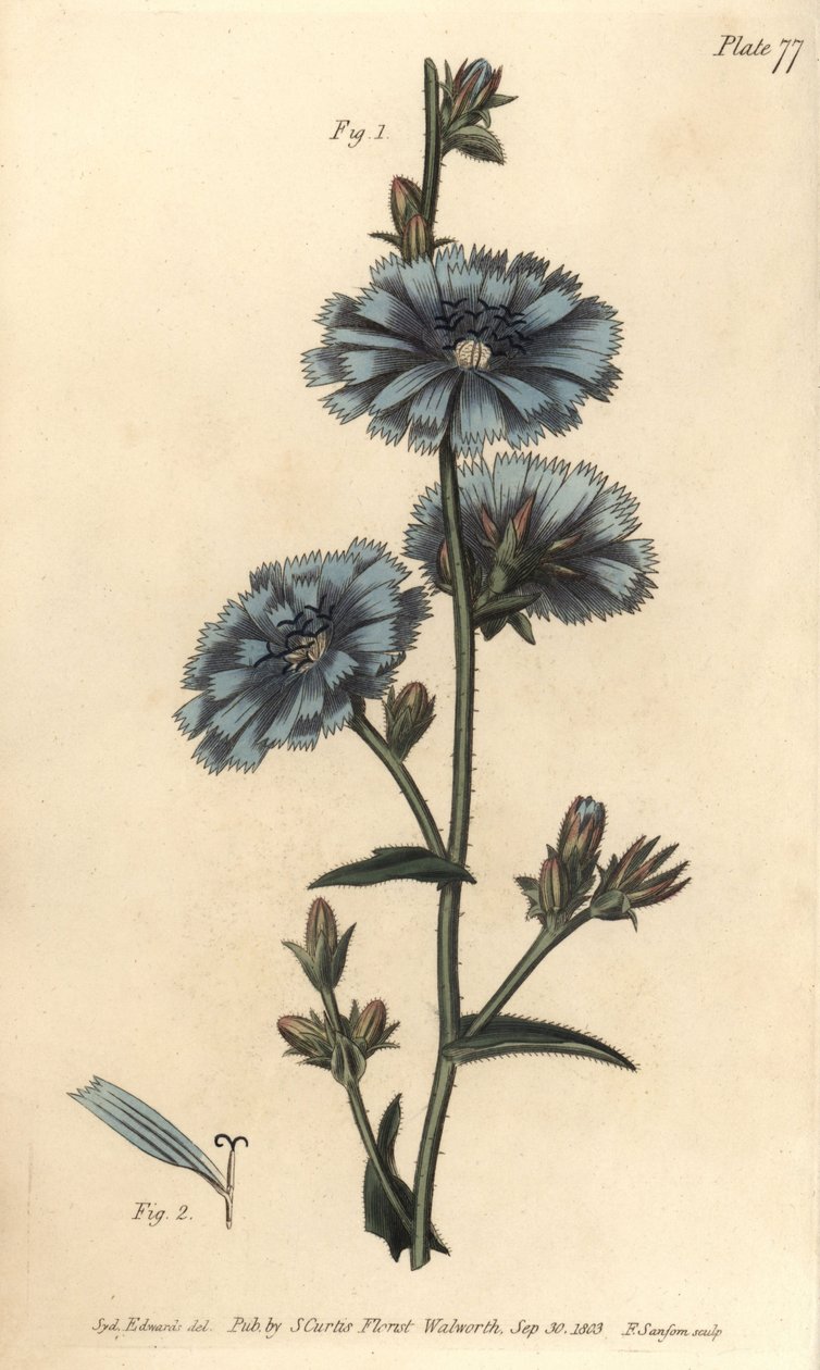 Sininen sikuri tai tavallinen sikuri, Cichorium intybus, Polygamia aequalis. F. Sansomin käsinvärinen kuparikaiverrus Sydenham Edwardsin kasvitieteellisestä kuvituksesta William Curtisin kasvitieteen luentoihin, sellaisena kuin se on toimitettu Lambethin k tekijältä Sydenham Teast Edwards