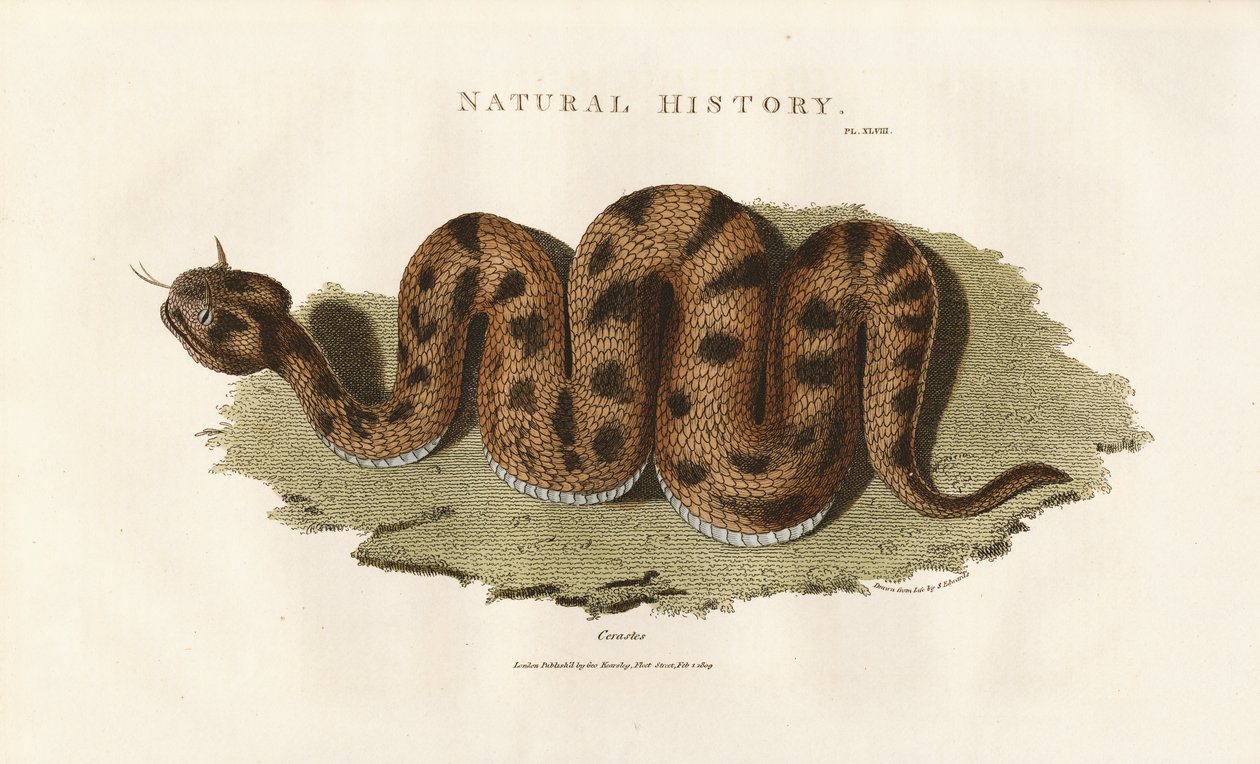 Boa Constrictor tekijältä Sydenham Teast Edwards
