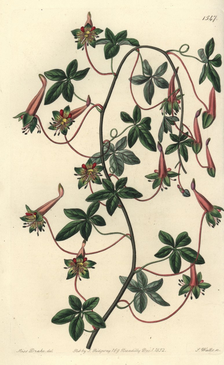 Bolivian kapusiini - Viisilehtinen tropaeoleum, Tropaeoleum pentaphyllum. S. Wattsin käsinvärinen kuparikaiverrus Miss Sarah Draken kuvituksen jälkeen Sydenham Edwardsin kasvitieteellisestä rekisteristä, Ridgeway, Lontoo tekijältä Sydenham Teast Edwards