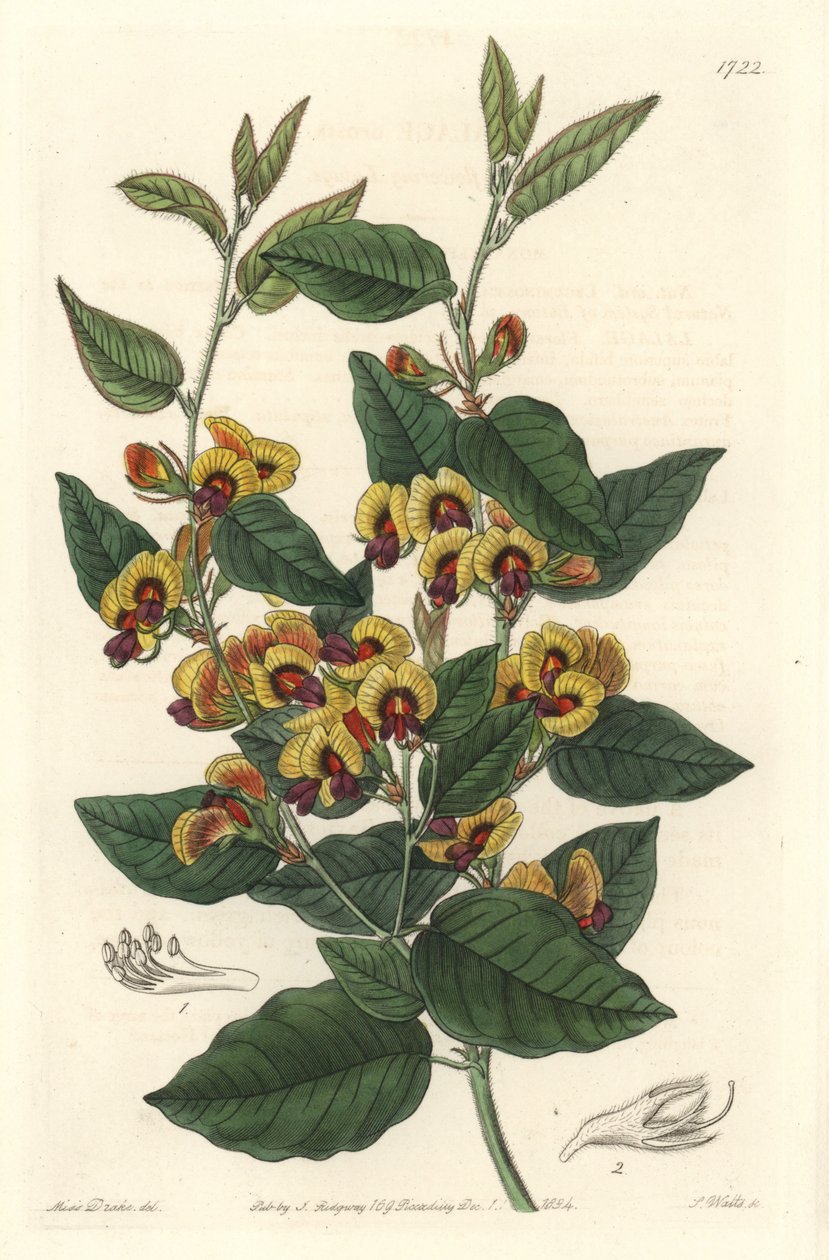Bossiaea a -luokan kukat, australialainen alkuperä - S. Watts voimakasta vettä Sarah Anne Draken (1803-1857) kuvituksesta kasvitieteellisestä rekisteristä tekijältä Sydenham Teast Edwards