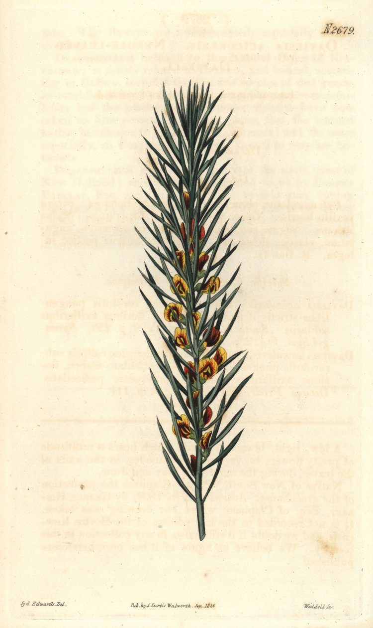 Australiasta kotoisin olevan Daviesia Aicularis -pensaan neulasmainen oksa. Kuvitus Sydenham Edwards, kaiverrus Weddell. Eau forte The Curtis Botanical Magazinessa, kirjoittanut Samuel Curtis tekijältä Sydenham Teast Edwards