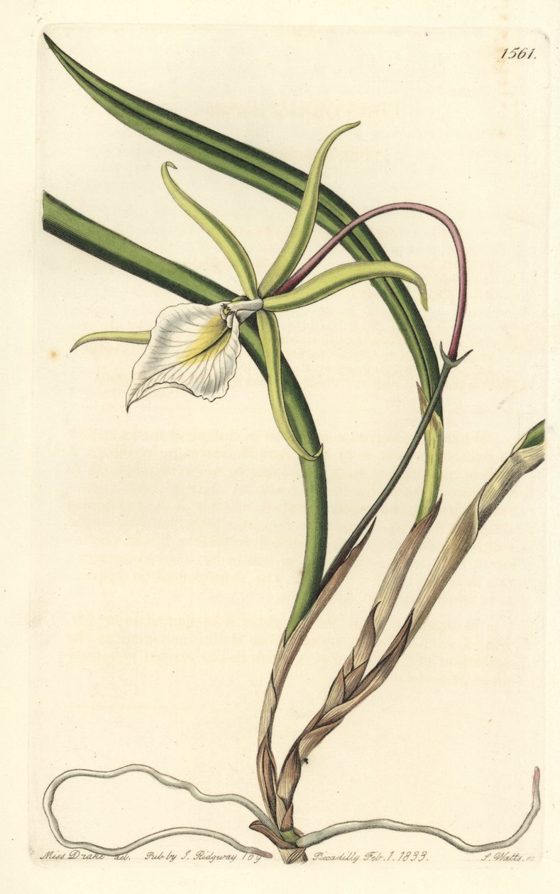 Brassavola perrinii (Perrin
