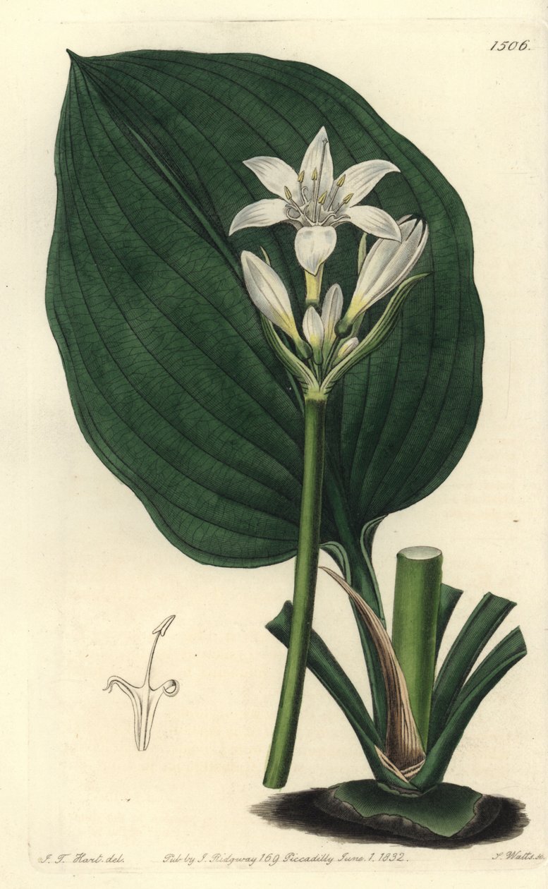 Brisbane-lilja, Proiphys cunninghamii (Mr. Cunninghamin eurycles, Eurycles cunninghamii). S. Wattsin käsinvärinen kuparikaiverrus J.T. Hart Sydenham Edwardsin kasvitieteellisestä rekisteristä, Ridgeway, Lontoo tekijältä Sydenham Teast Edwards