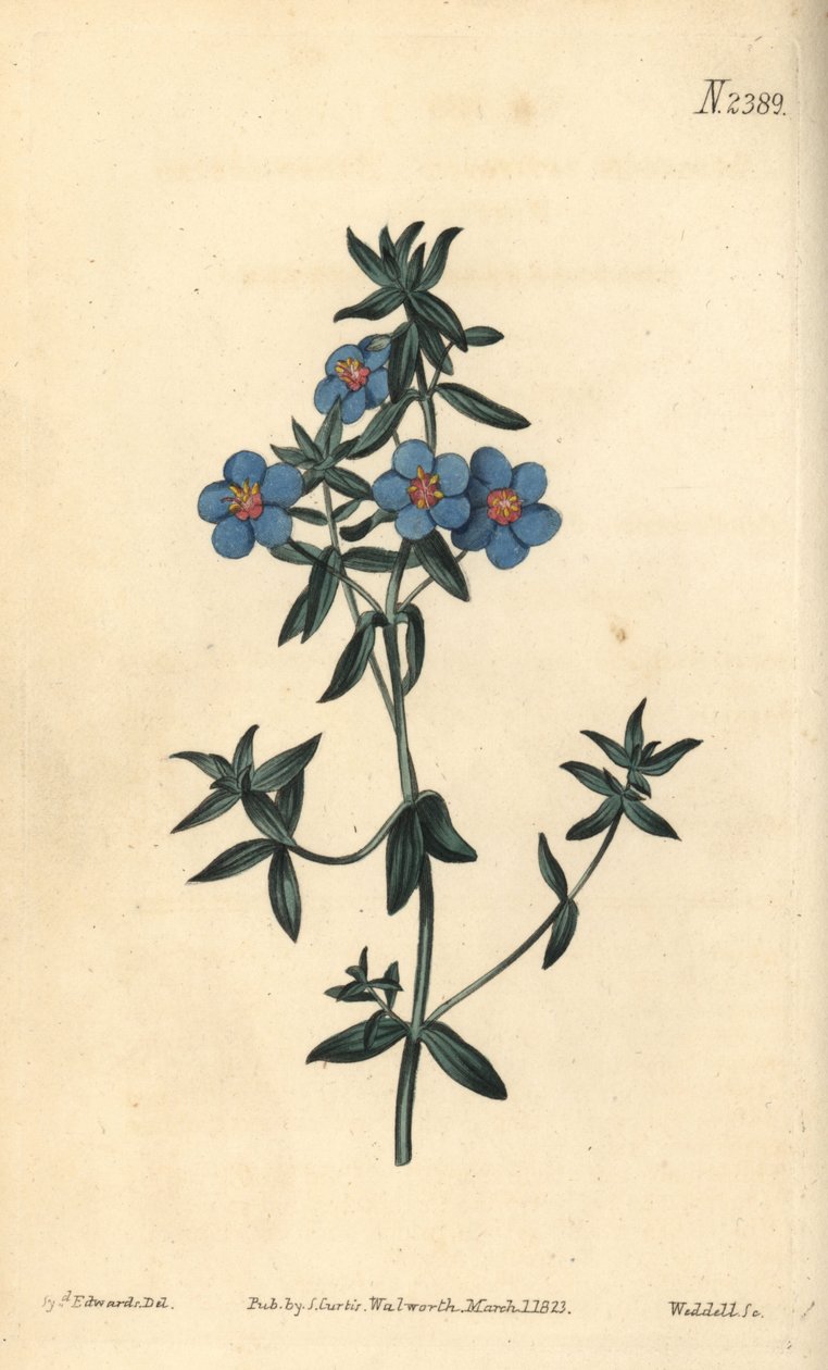 Leveälehtinen pimpernelli, Anagallis latifolia. Weddellin käsin tekemä kuparikaiverrus Sydenham Edwardsin kasvitieteellisen kuvituksen mukaan, William Curtis