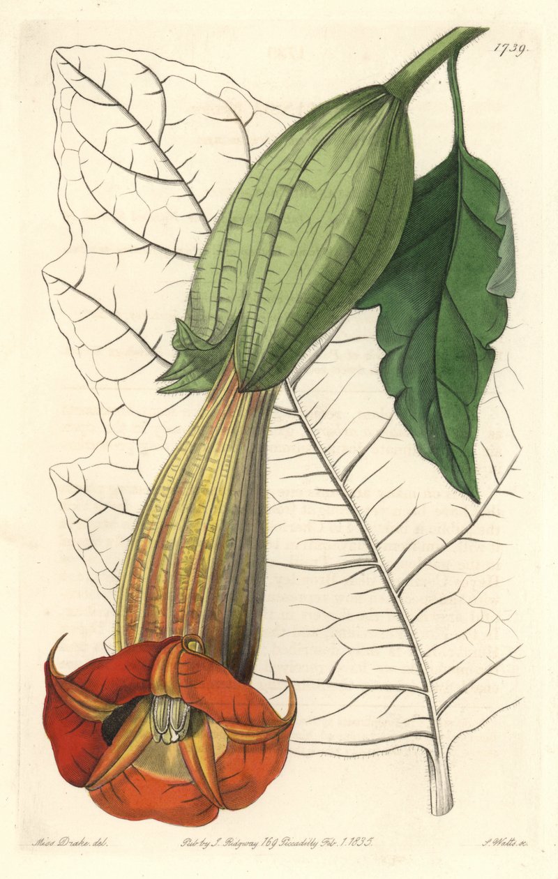 Brugmansia ecarlate tai enkelien trumpetti ecarlate, kotoisin Etelä-Amerikasta - S. Wattsin vahva vesi Sarah Anne Draken (1803-1857) kuvituksesta kasvitieteellisestä rekisteristä tekijältä Sydenham Teast Edwards