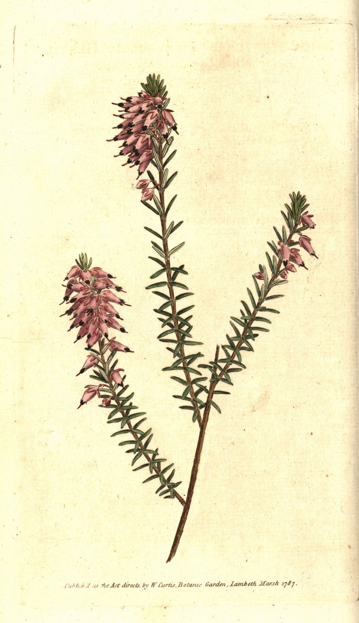 Bruyere carnee, Bruyere lihan väri, Bruyere lumesta tai Bruyere Alpeista - Nurmikasvi, Erica herbacea. Käsinvärinen kuparikaiverrus Sydenham Edwardsin kasvitieteellisen kuvituksen jälkeen William Curtisin The Botanical Magazinesta, Lambet tekijältä Sydenham Teast Edwards