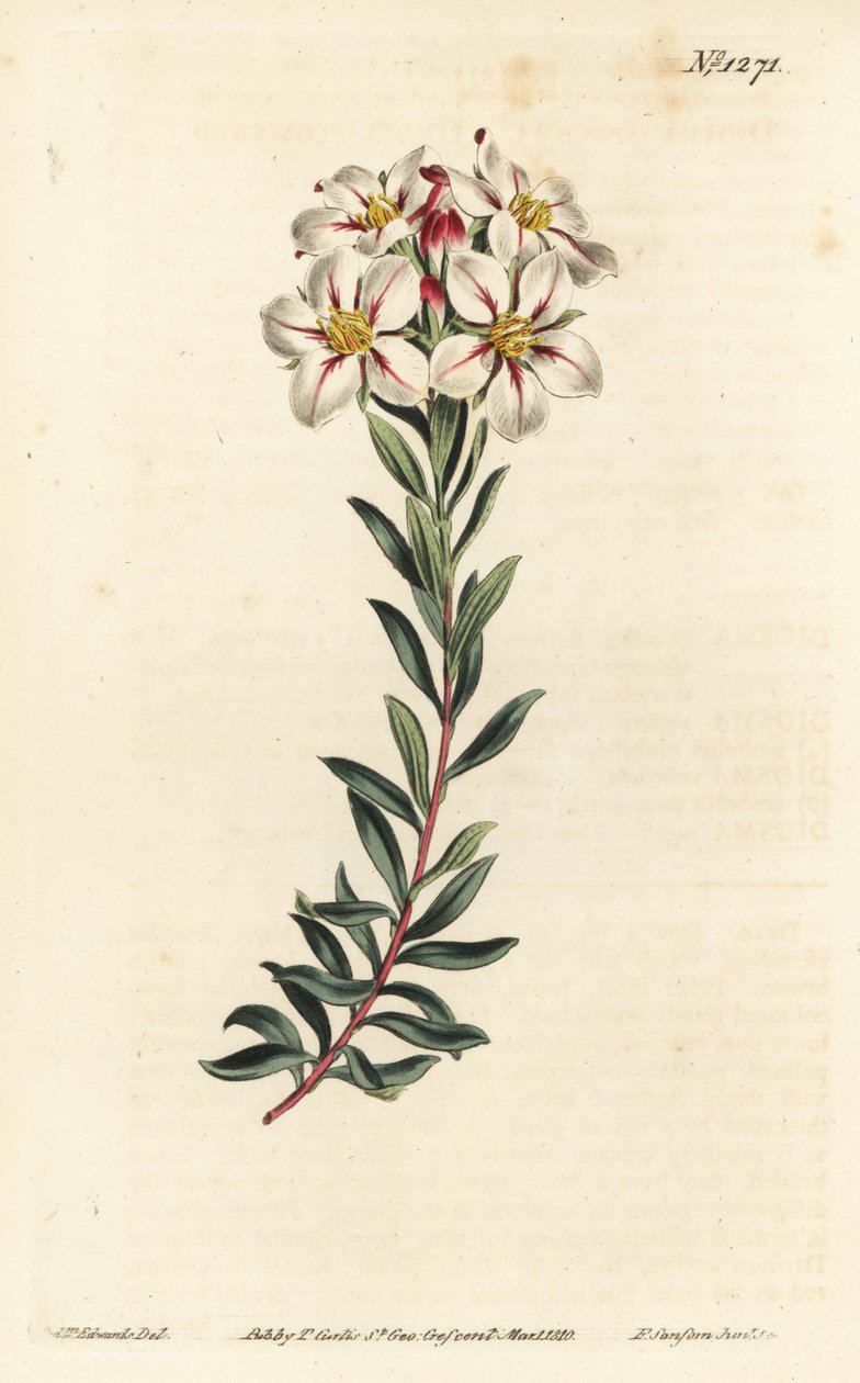 Buchu, Adenandra villosa (Sateenkukkainen diosma, Diosma speciosa) - F. Sansom Jr.:n käsinvärinen kuparikaiverrus Sydenham Edwardsin kuvituksen jälkeen William Curtisin kasvitieteellisestä lehdestä, T. Curtis, Lontoo tekijältä Sydenham Teast Edwards
