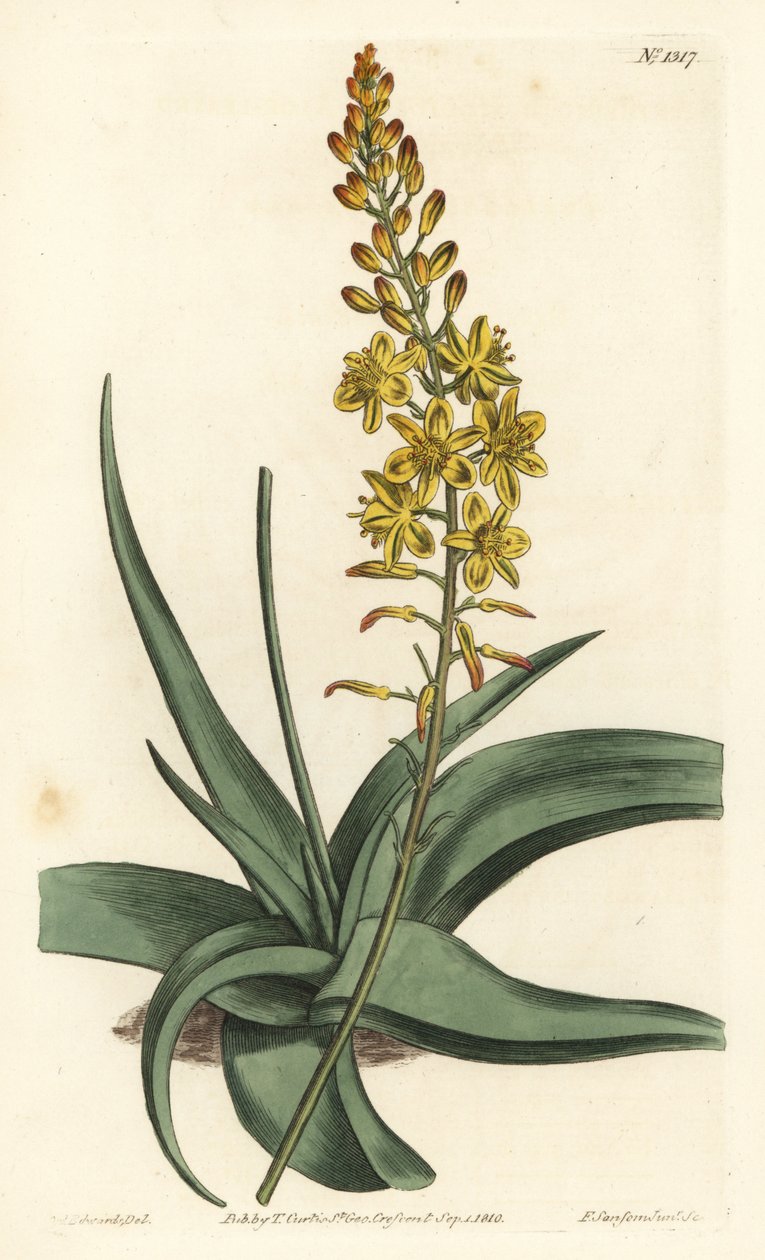 Bulbine variete - Bulbine alooides (Aloe-leaved anthericum, Anthericum alooides). F. Sansom Jr:n käsin tekemä kuparipiirros Sydenham Edwardsin kuvituksen mukaan, William Curtis