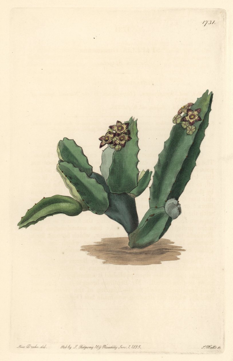 Cactus Caralluma, kotoisin Sisiliasta - S. Wattsin vahva vesi Sarah Anne Draken (1803-1857) kuvituksesta kasvitieteellisestä rekisteristä tekijältä Sydenham Teast Edwards