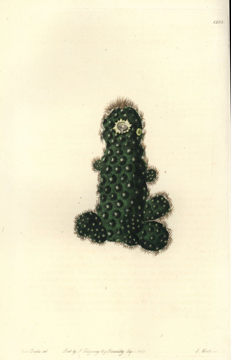 Cactus tenuis (Taper mammillaria, Mammillaria tenuis). S. Wattsin käsinvärinen kuparikaiverrus Miss Sarah Draken kuvituksen jälkeen Sydenham Edwardsin kasvitieteellisestä rekisteristä, Ridgeway, Lontoo tekijältä Sydenham Teast Edwards