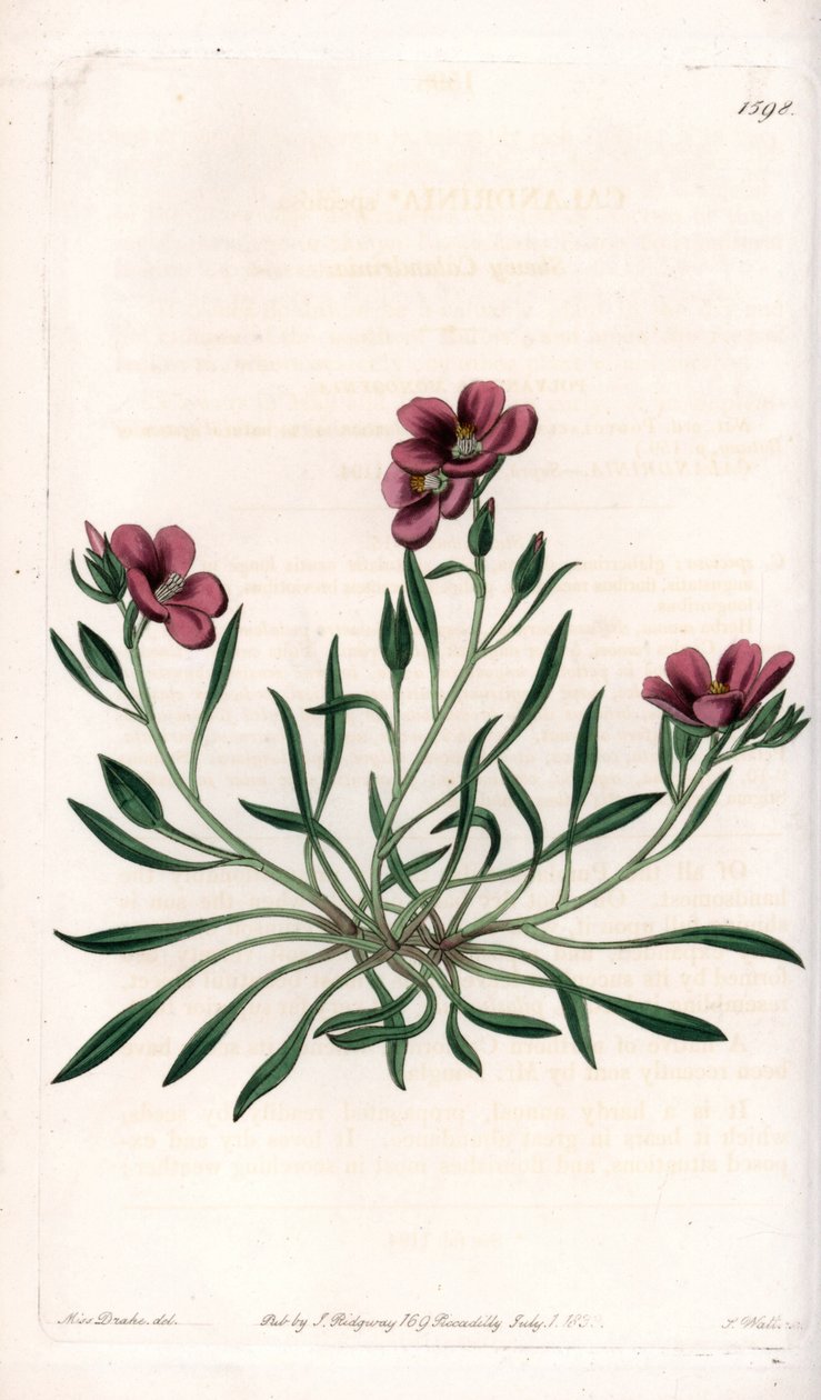 Calandrinia variete, kotoisin Amerikasta - S.Wattsin kaiverrettu levy Sarah Anne Draken (1803-1857) kuvituksesta, Sydenham Edwardsin (1768-1819) kasvitieteellisestä rekisteristä, Englanti. tekijältä Sydenham Teast Edwards