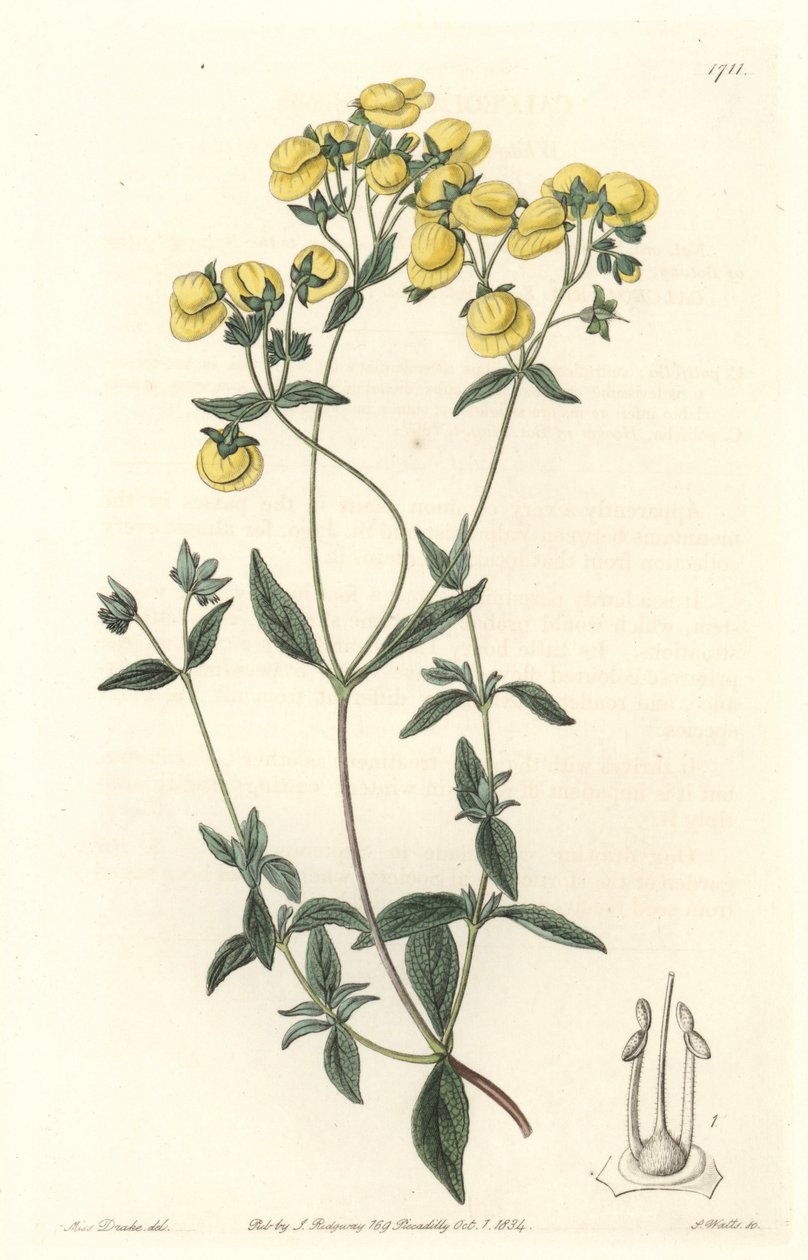 Calceolaire tai pieni naisen tohveli tai kukkaro, kotoisin Chilestä - S. Wattsin Water forte Sarah Anne Draken (1803-1857) kuvituksesta kasvitieteellisestä rekisteristä tekijältä Sydenham Teast Edwards