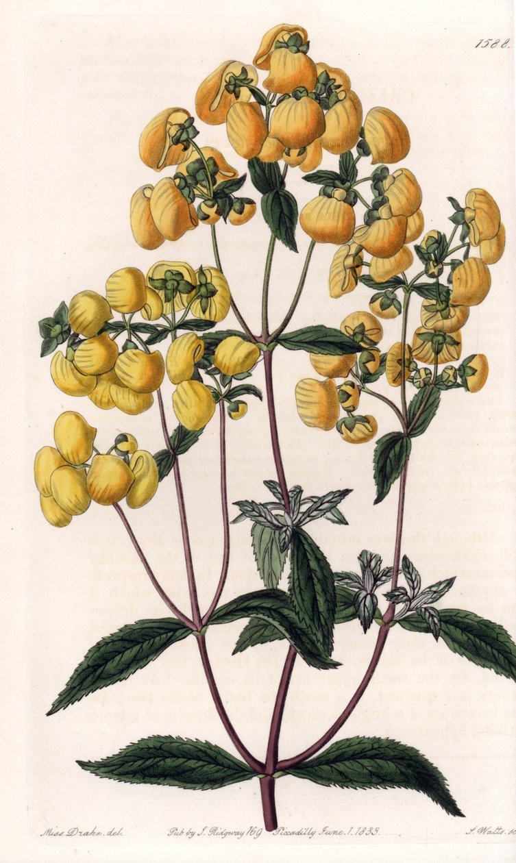 Calceolaire rugosa - S.Wattsin kaivertama levy, joka perustuu Sarah Anne Draken (1803-1857) kuvitukseen, Englannin Sydenham Edwardsin (1768-1819) kasvitieteellisestä rekisteristä tekijältä Sydenham Teast Edwards