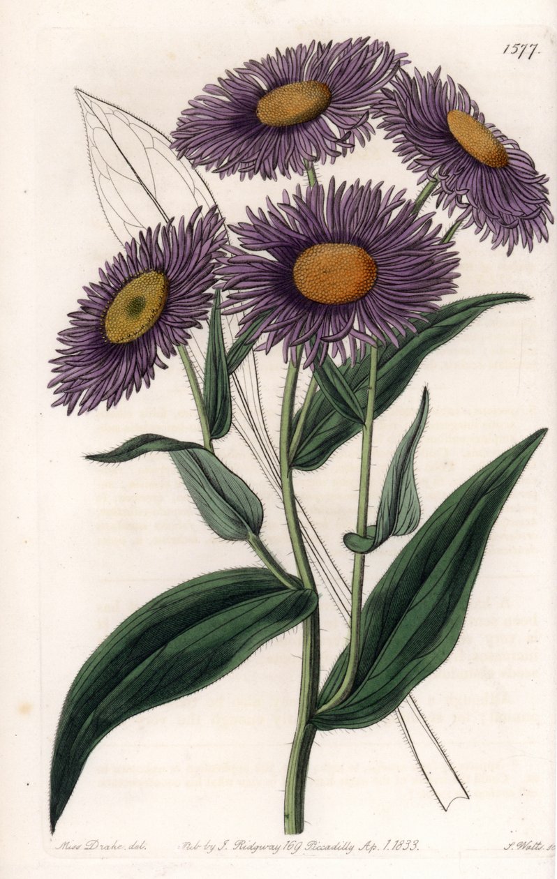 California Erigeron - S.Wattsin kaivertama levy Sarah Anne Draken (1803-1857) kuvituksesta, Englannin Sydenham Edwardsin (1768-1819) kasvitieteellisestä rekisteristä tekijältä Sydenham Teast Edwards