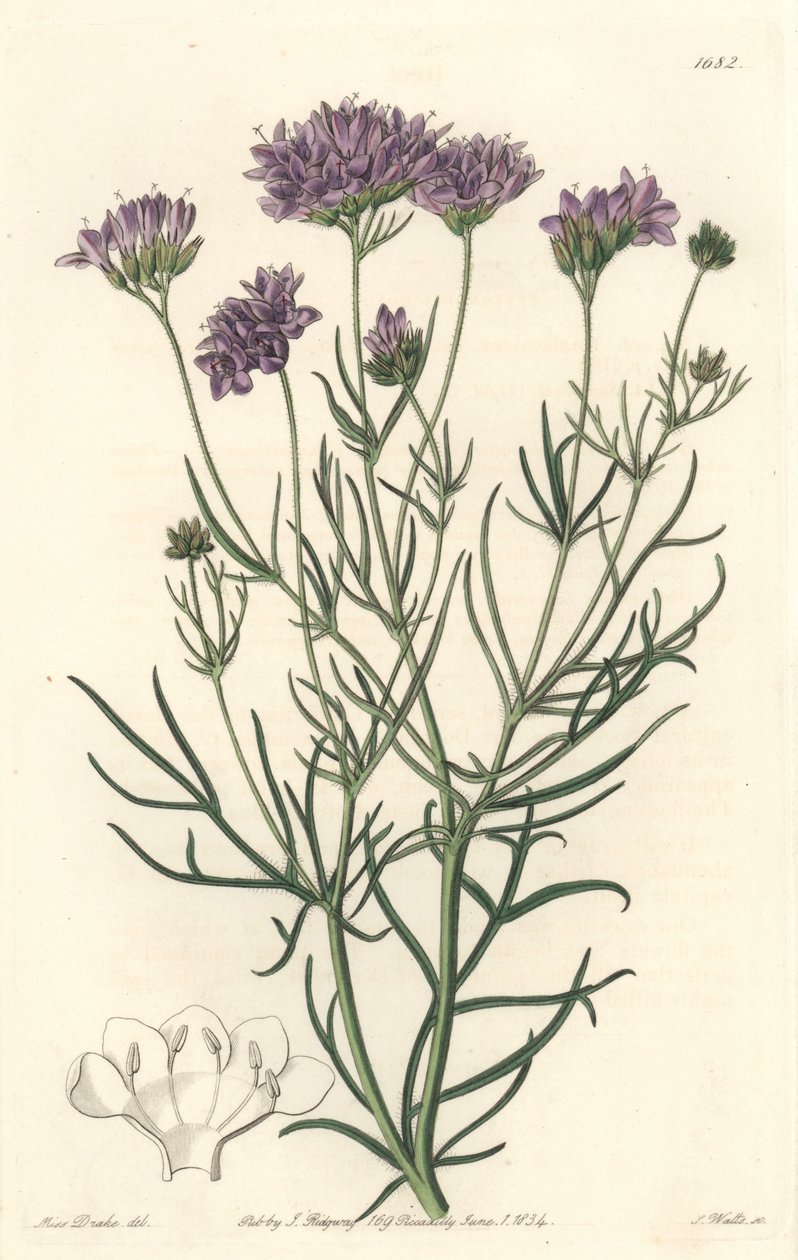 California Gilia - S. Watts Strong Water Sarah Anne Draken (1803-1857) kuvituksesta kasvitieteellisestä rekisteristä tekijältä Sydenham Teast Edwards