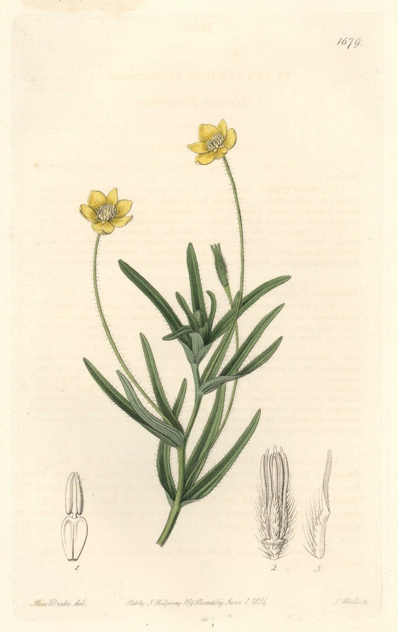 California Platystemon - S. Watts Strong Water Sarah Anne Draken (1803-1857) kuvituksesta kasvitieteellisestä rekisteristä tekijältä Sydenham Teast Edwards