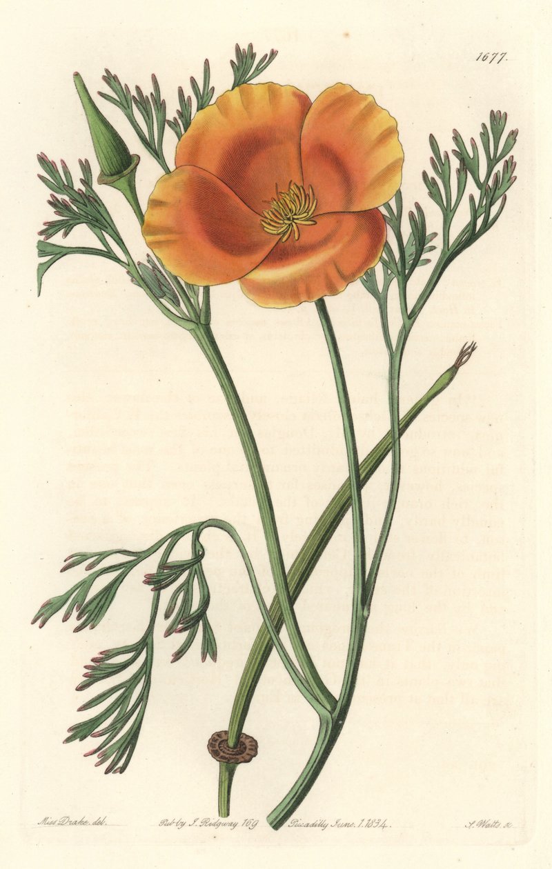 Kalifornian unikko tai amerikkalainen unikko - S. Watts vahvaa vettä Sarah Anne Draken (1803-1857) kuvituksesta kasvitieteellisestä rekisteristä tekijältä Sydenham Teast Edwards