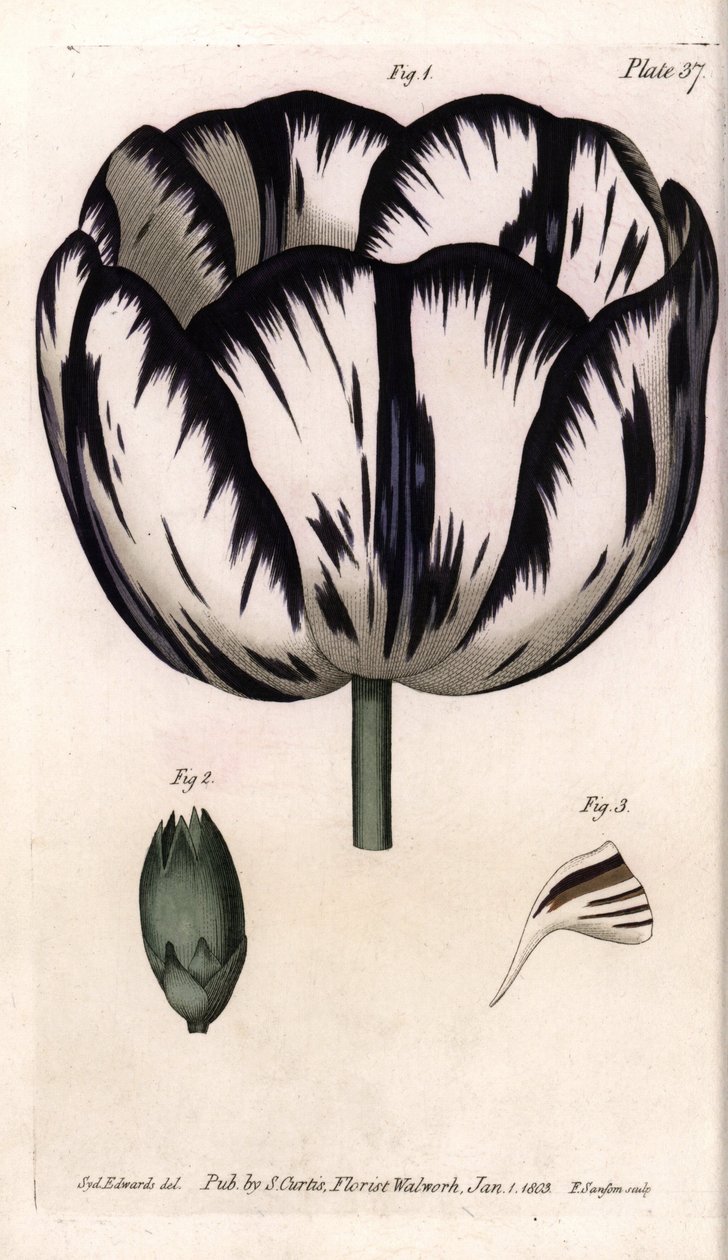 Tulppaani- ja neilikkagirofleen tai neilikan kukkakauppiaiden Calisse. Värillinen kuparikaiverrus, Sydenham Edwardsin (1768-1819) kuvitus Lambethin kasvitieteellisen puutarhan kasvitieteellinen puutarha (Englanti) tekijältä Sydenham Teast Edwards