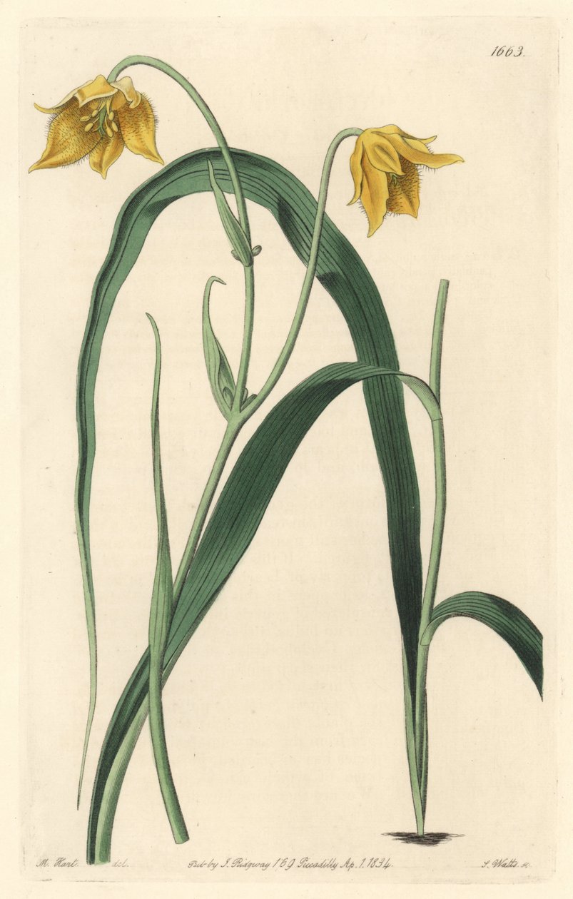 Calochortus (mariposa) tai cyclobothre vaaleankeltaisilla kukilla, kotoisin Meksikosta – S. Wattsin vahva vesi Sarah Anne Draken (1803-1857) kuvituksesta kasvitieteellisestä rekisteristä tekijältä Sydenham Teast Edwards