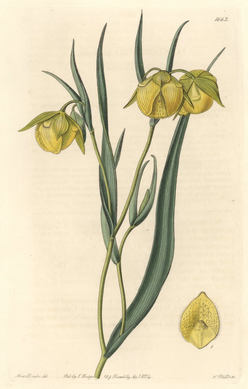 Calohortus (mariposa) tai syklobothre keltaisilla kukilla, kotoisin Kaliforniasta - S. Watts voimakasta vettä Sarah Anne Draken (1803-1857) kuvituksesta kasvitieteellisestä rekisteristä tekijältä Sydenham Teast Edwards