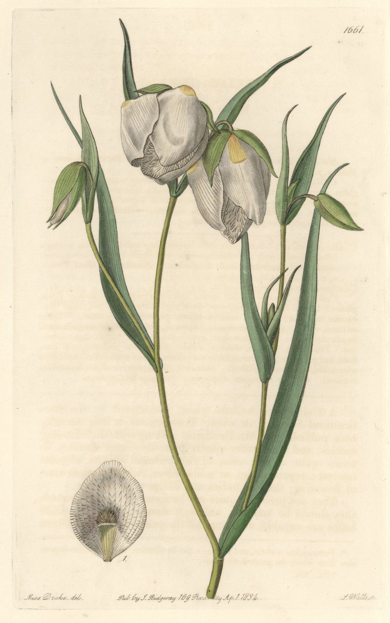 Calohorte (mariposa) tai valkokukkainen cyclobothre, kotoisin Kaliforniasta - S. Watts vahvaa vettä Sarah Anne Draken (1803-1857) kuvituksesta kasvitieteellisestä rekisteristä tekijältä Sydenham Teast Edwards