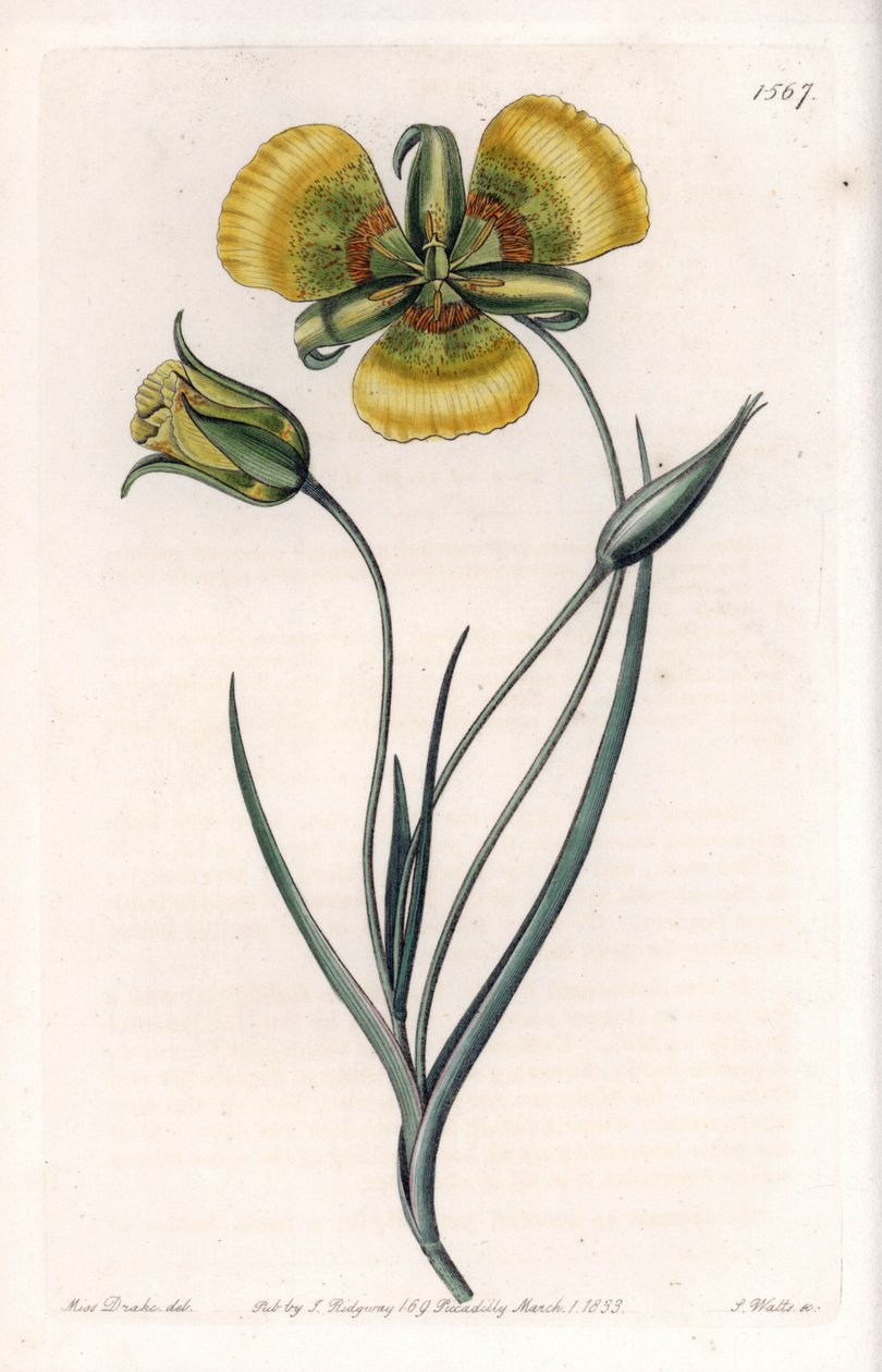 Calochortuksella on suuret keltaiset kukat - S.Wattsin kaiverrettu taulu Sarah Anne Draken (1803-1857) kuvituksesta Sydenham Edwardsin (1768-1819) kasvitieteellisestä rekisteristä, Englanti. tekijältä Sydenham Teast Edwards