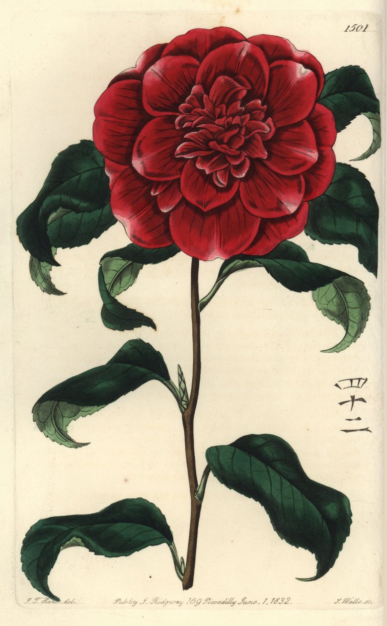 Camèlia del Japó - Camèlia carmesí del Sr. Reeves, Camellia japonica var. Reevesiana. Amb caràcters anglesos per al número 42. Gravat en coure pintat a mà de S. Watts després d