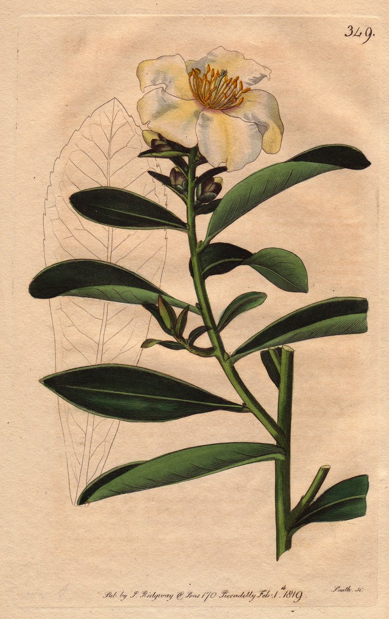 Camellia (Camelias) Penang, valkoinen kukka, joka on sävytetty kellertävällä sävyllä kukkaan. Camellia axillaris. Käsinvärinen kuparikaiverrus Sydenham Edwardsin kasvitieteellisestä kuvituksesta William Curtisin "" Botanical Magazine -lehdestä" 1790-1800. tekijältä Sydenham Teast Edwards