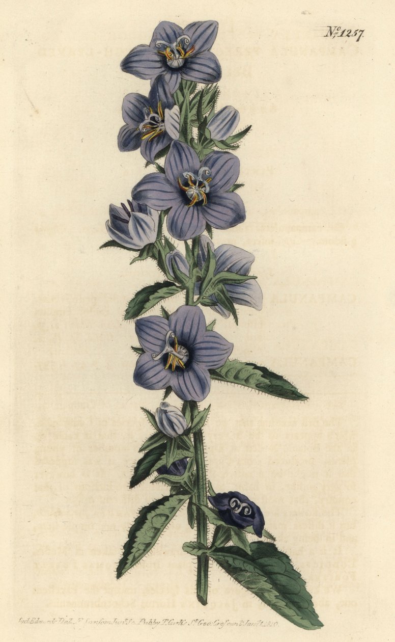 Campanule - Karkealehtinen kellokukka, Campanula peregrina. F. Sansom Jr.:n käsinvärinen kuparikaiverrus Sydenham Edwardsin kuvituksen jälkeen William Curtisin kasvitieteellisestä lehdestä, T. Curtis, Lontoo tekijältä Sydenham Teast Edwards
