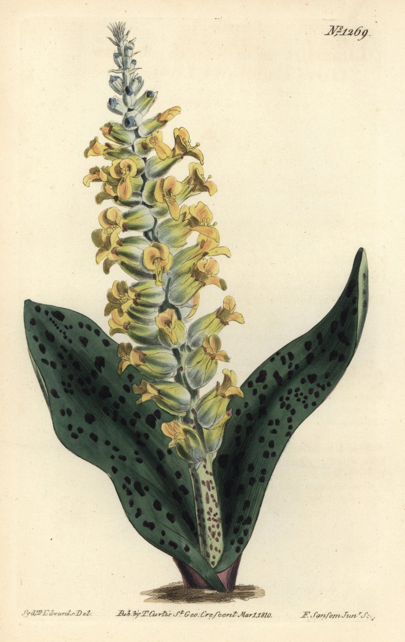Cape Hyacinth (väärä orkidea) - Täplälehtinen orkidea muistuttava lachenalia, Lachenalia orchioides. F. Sansom Jr.:n käsinvärinen kuparikaiverrus Sydenham Edwardsin kuvituksen jälkeen William Curtisin kasvitieteellisestä lehdestä, T. Curtis, Lontoo tekijältä Sydenham Teast Edwards