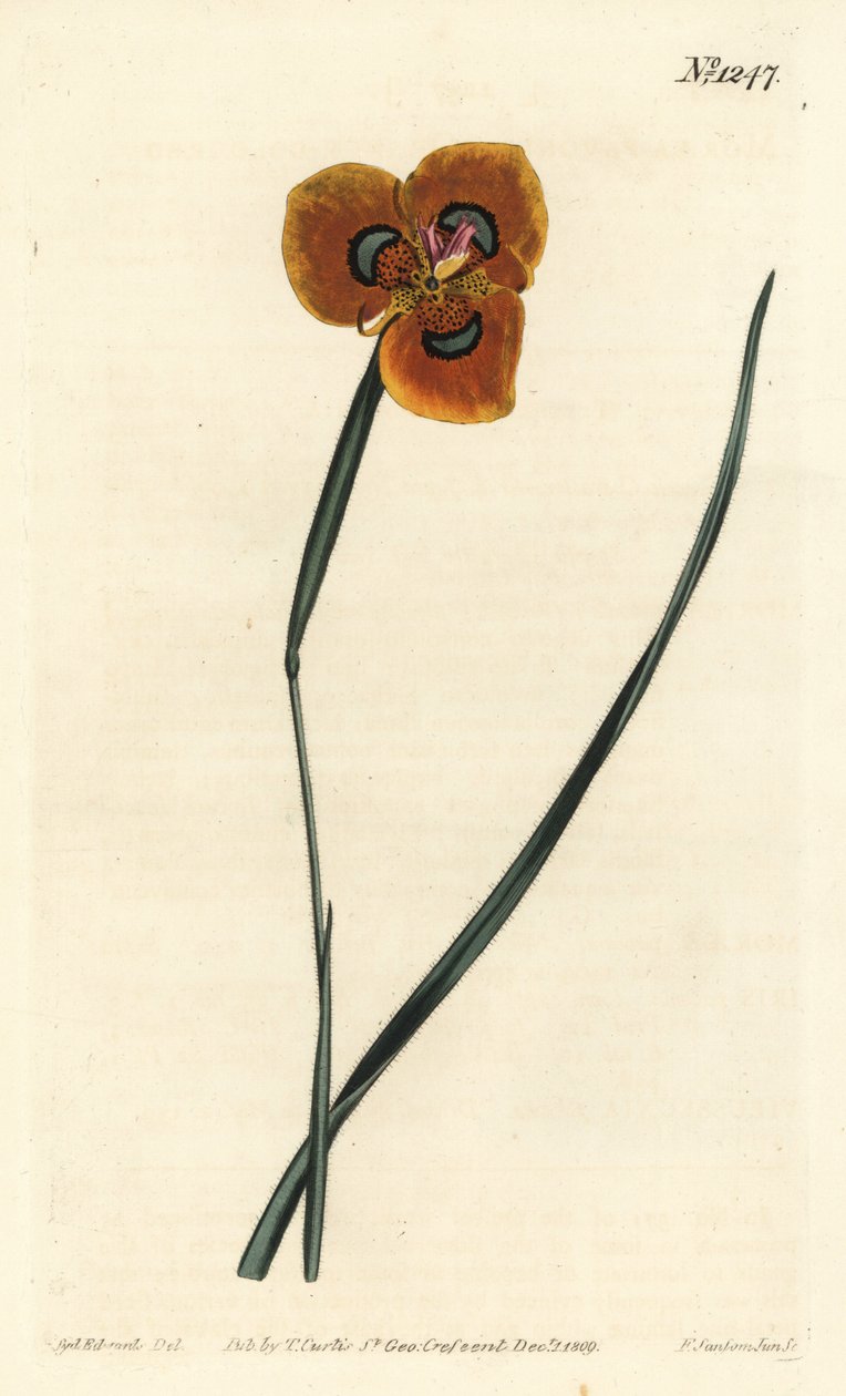 Cape Tulip - Oranssinvärinen moraea, Moraea tulbaghensis (Moraea pavonia). F. Sansom Jr.:n käsinvärinen kuparikaiverrus Sydenham Edwardsin kuvituksen jälkeen William Curtisin kasvitieteellisestä lehdestä, T. Curtis, Lontoo tekijältä Sydenham Teast Edwards