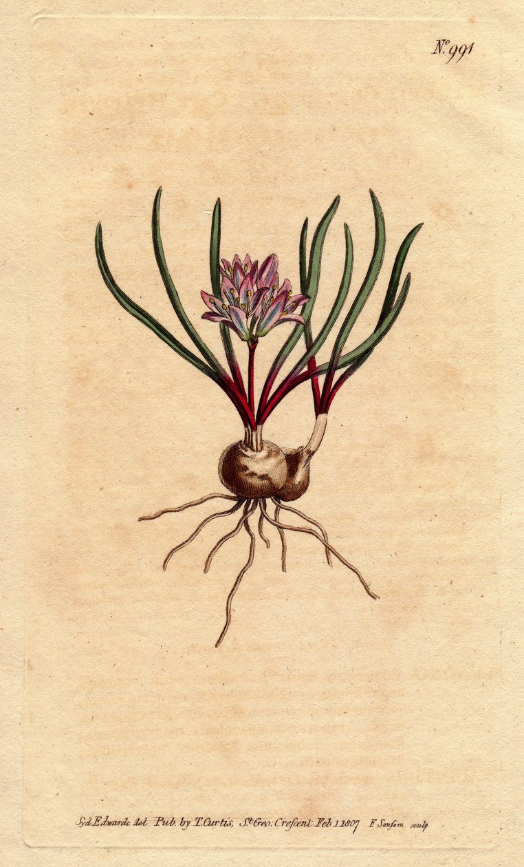 Cape hyasintti, sipuli, ecarlate lehdet ja vaaleanpunainen kukka. Cape Hyacinth, sipuli, helakanpunaiset lehdet ja vaaleanpunaiset kukat. Polyzena corymbosa (Massonia corymbosa). Käsinvärinen kuparikaiverrus kasvitieteellisestä kuvituksesta Sydenham Edward tekijältä Sydenham Teast Edwards