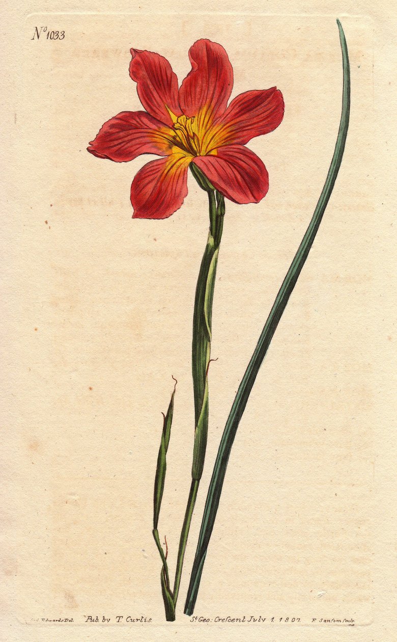Cape tulppaani, moraea on kukkivia olkia ja vaaleanpunaista lohta. Oljenvärinen tasakukkainen moraea, lohenpunainen ja keltainen Cape Tulip. Homeria collina (Moraea collina). Käsinvärinen kuparikaiverrus Willin Sydenham Edwardsin kasvitieteellisestä kuvitu tekijältä Sydenham Teast Edwards