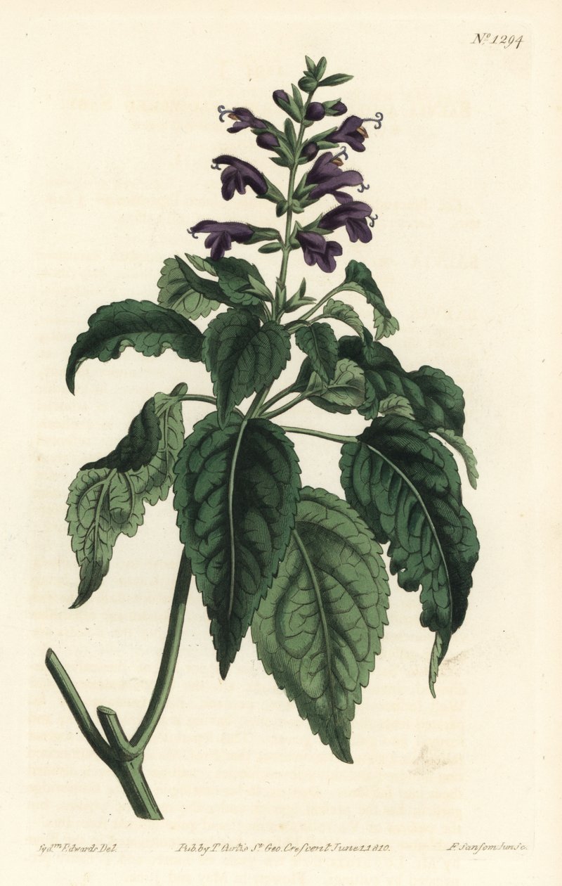 Karibian salvia - Salvia lamiifolia (Purppurakukkainen salvia, Salvia amoena). F. Sansom Jr:n käsin värjätty kuparipiirros Sydenham Edwardsin kuvituksen mukaan, William Curtis