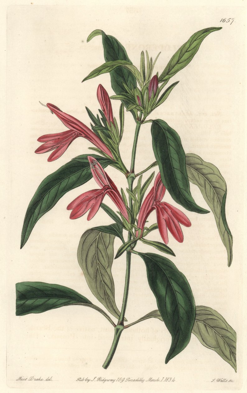 Carmantine, kotoisin Brasiliasta - S. Wattsin Water forte Sarah Anne Draken (1803-1857) kuvituksesta kasvitieteellisestä rekisteristä tekijältä Sydenham Teast Edwards