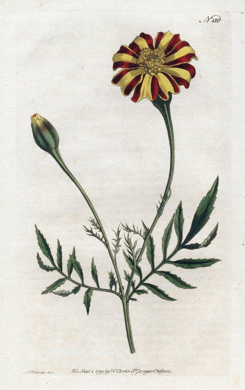Intian neilikka tai tagete etalee - Sydenham Edwardsin (1768-1819) litografia, William Curtisin (1746-1799) kasvitieteellinen aikakauslehti. tekijältä Sydenham Teast Edwards