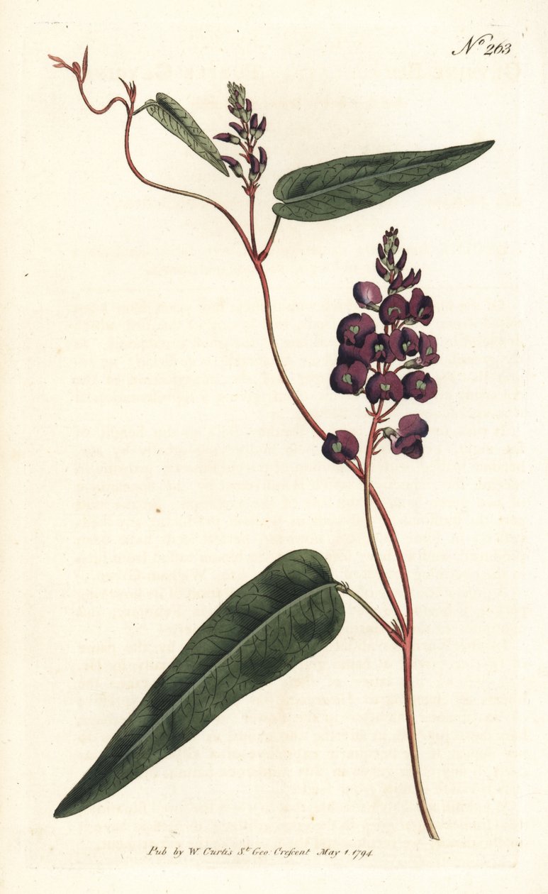 Caulinia bimaculata (Purple glycine, Glycine bimaculata). Sansomin käsinvärinen kuparikaiverrus Sydenham Edwardsin kuvituksen jälkeen William Curtisin kasvitieteellisestä lehdestä Lontoosta tekijältä Sydenham Teast Edwards