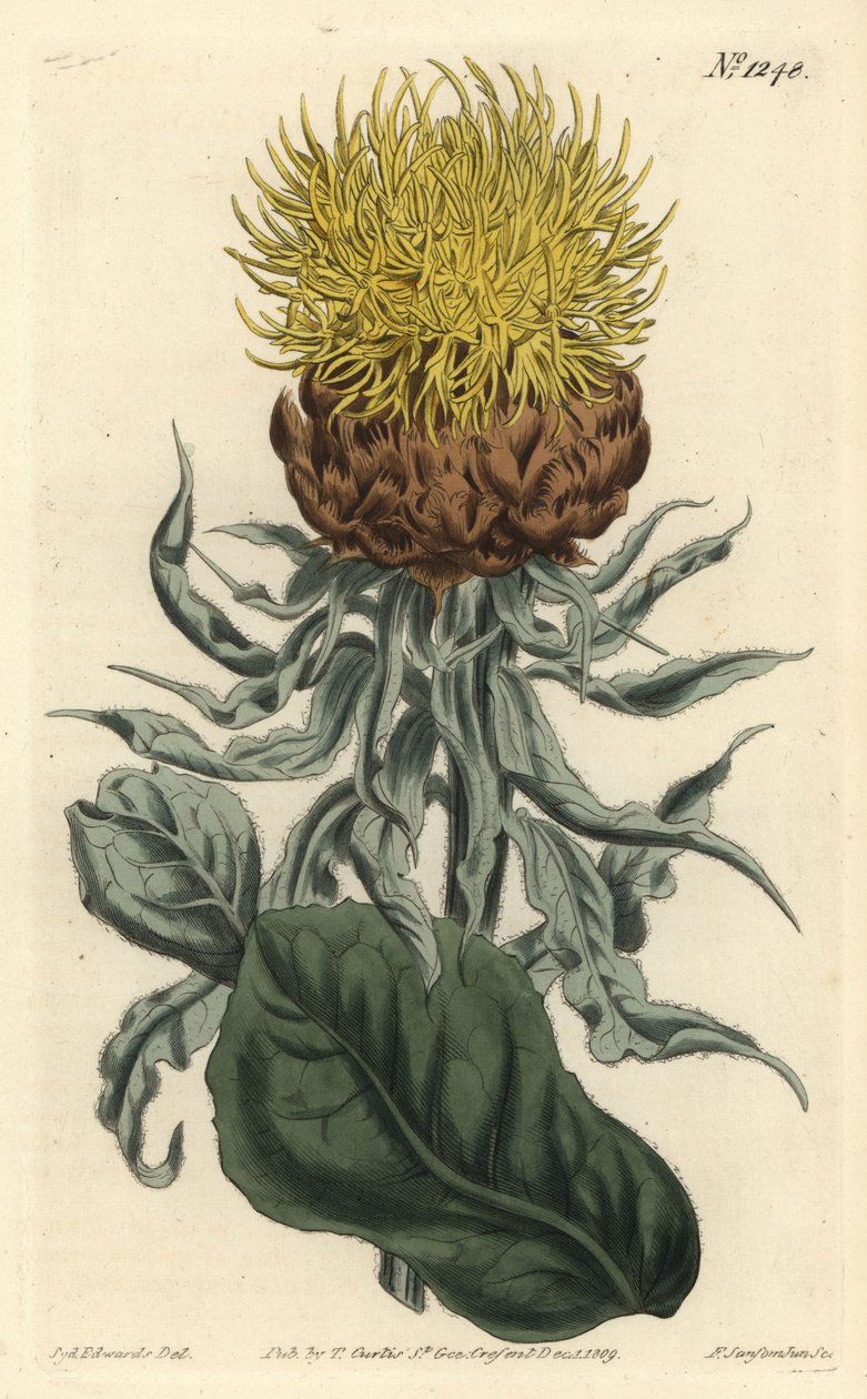 Centauree a grosse tête - jättiläiskärki tai suuripäinen keltainen centaury, Centaurea macrocephala. F. Sansom Jr.:n käsinvärinen kuparikaiverrus Sydenham Edwardsin kuvituksen jälkeen William Curtisin kasvitieteellisestä lehdestä, T. Curtis, Lontoo tekijältä Sydenham Teast Edwards