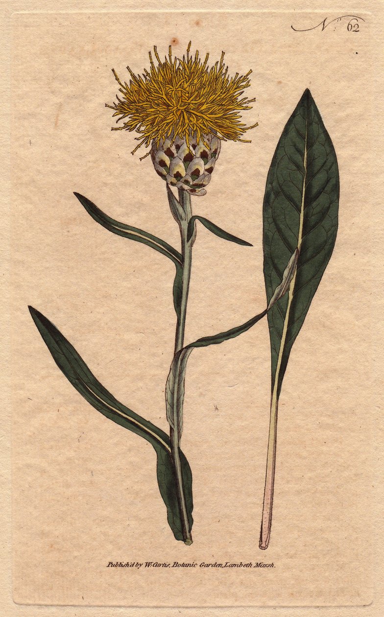 Centaureessa on pastellilehtiä ja keltainen pörröinen kukka. Itämainen. Puulehtinen kentaurea keltaisilla pörröisillä kukilla. Kotoisin idästä. Centaurea glastifolia. Käsinvärinen kuparikaiverrus Williamin Sydenham Edwardsin kasvitieteellisestä kuvituksest tekijältä Sydenham Teast Edwards