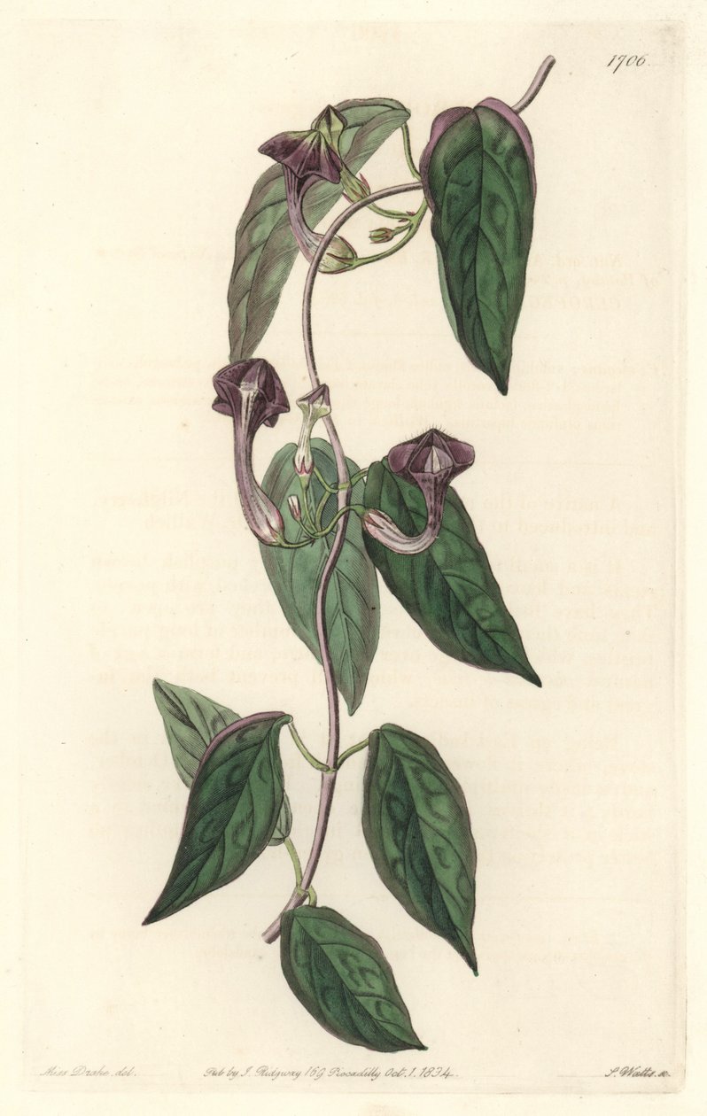 Ceropegia elegantti, kotoisin Intiasta - S. Wattsin vahva vesi Sarah Anne Draken (1803-1857) kuvituksesta kasvitieteellisestä rekisteristä tekijältä Sydenham Teast Edwards