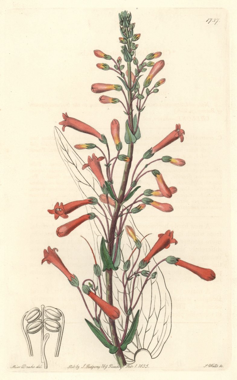 Chelonessa (tai Galanessa) on valerianinlehtiä, kotoisin Kaliforniasta – S. Watts voimakasta vettä Sarah Anne Draken (1803-1857) kuvituksesta kasvitieteellisestä rekisteristä tekijältä Sydenham Teast Edwards